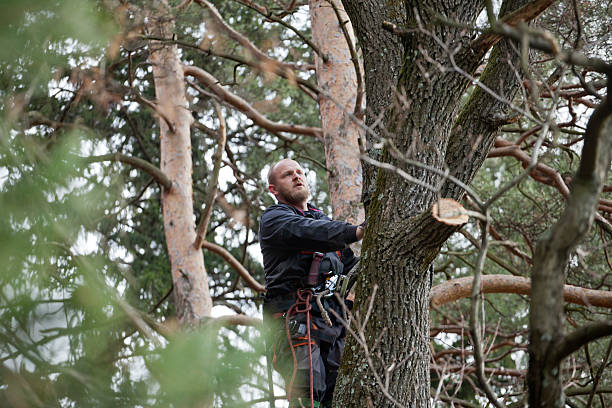 Best Tree Risk Assessment  in Derry, PA